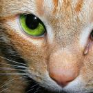 Ce este „pisica a plâns” – sensul expresiei