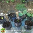 Kaip auginti agurkus butelyje Daržovių auginimas balkone plastikiniuose buteliuose